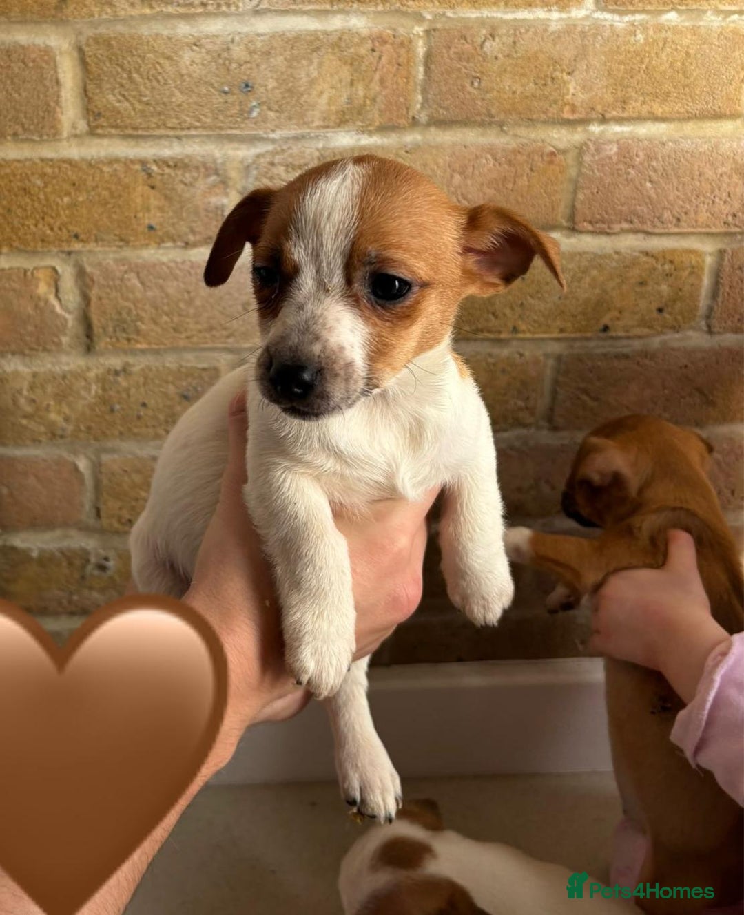 Chihuahua dogs for sale: Chihuahu Puppies - Image 8