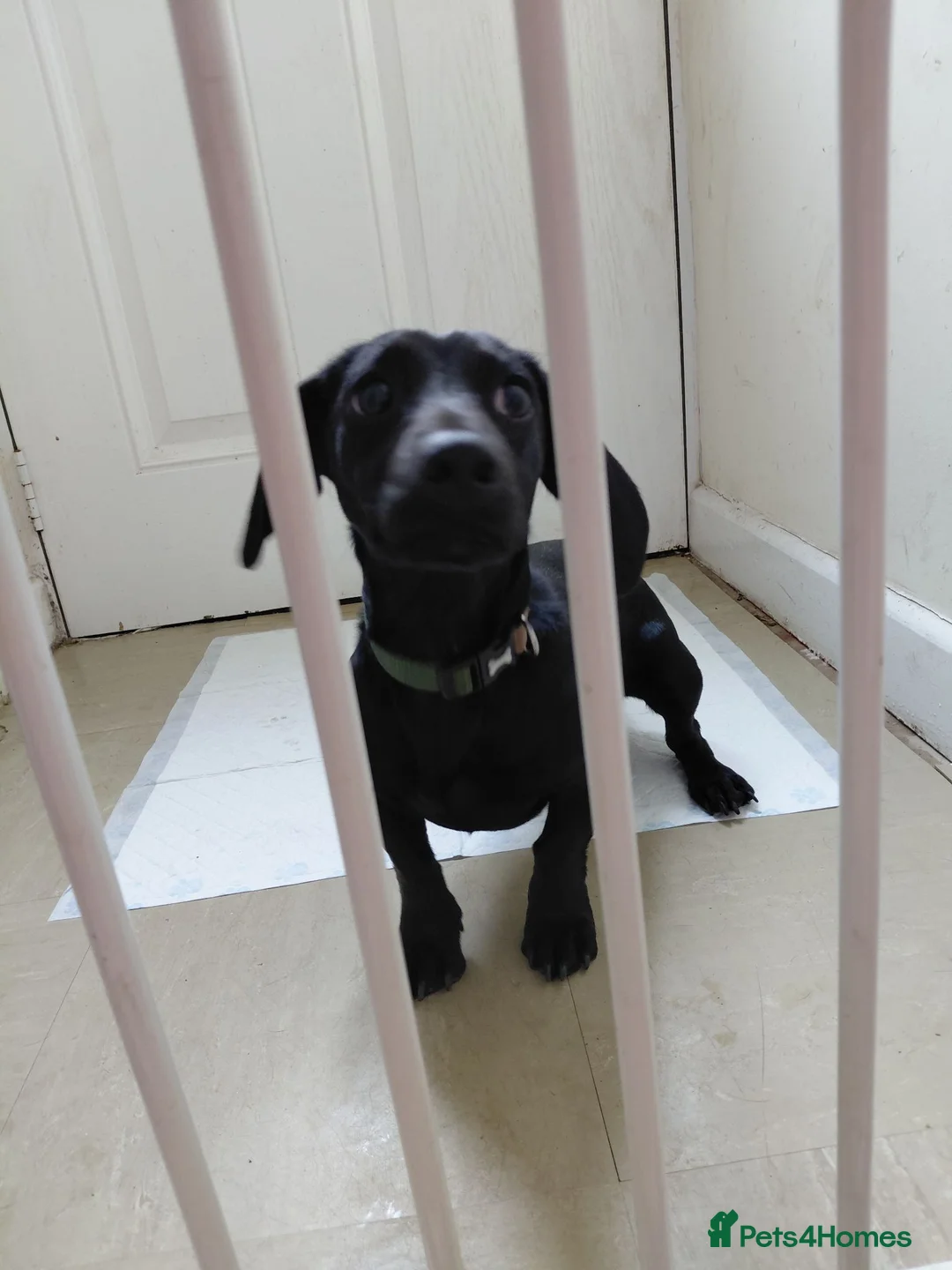 Doxiepoo dogs for sale: 6 month old pup - Advert 4