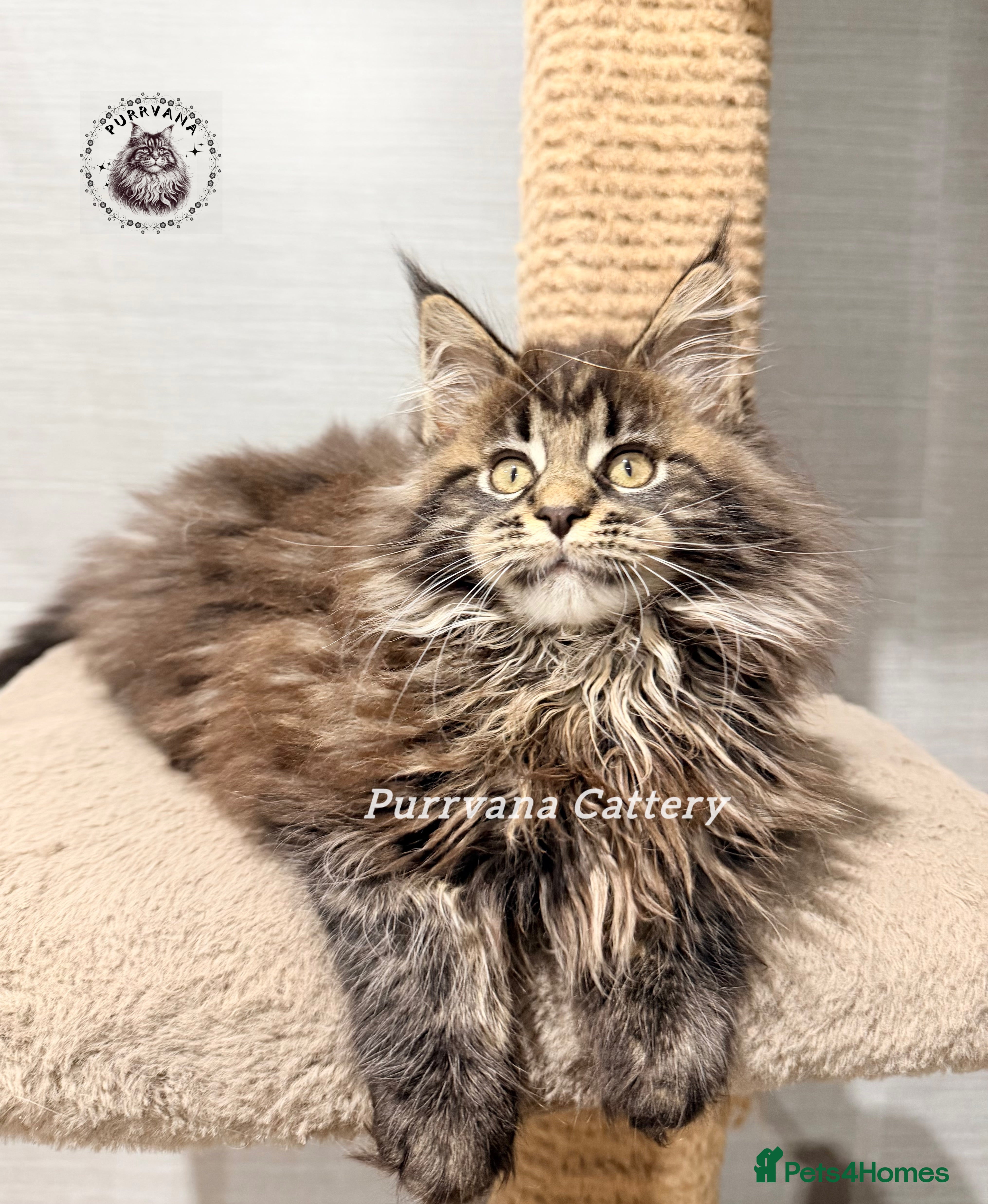 Maine Coon cats TICA registered Pedigree Maine coon kitten - Advert 2