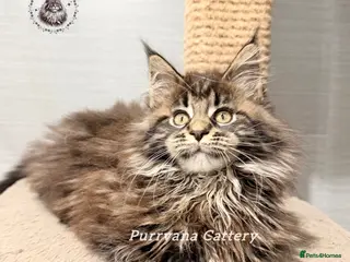 Maine Coon cats TICA registered Pedigree Maine coon kitten - Advert 2