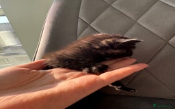 Mixed Breed cats for sale: Beautiful Mixed Kittens (Ginger/Tortie/Black) - Image 16