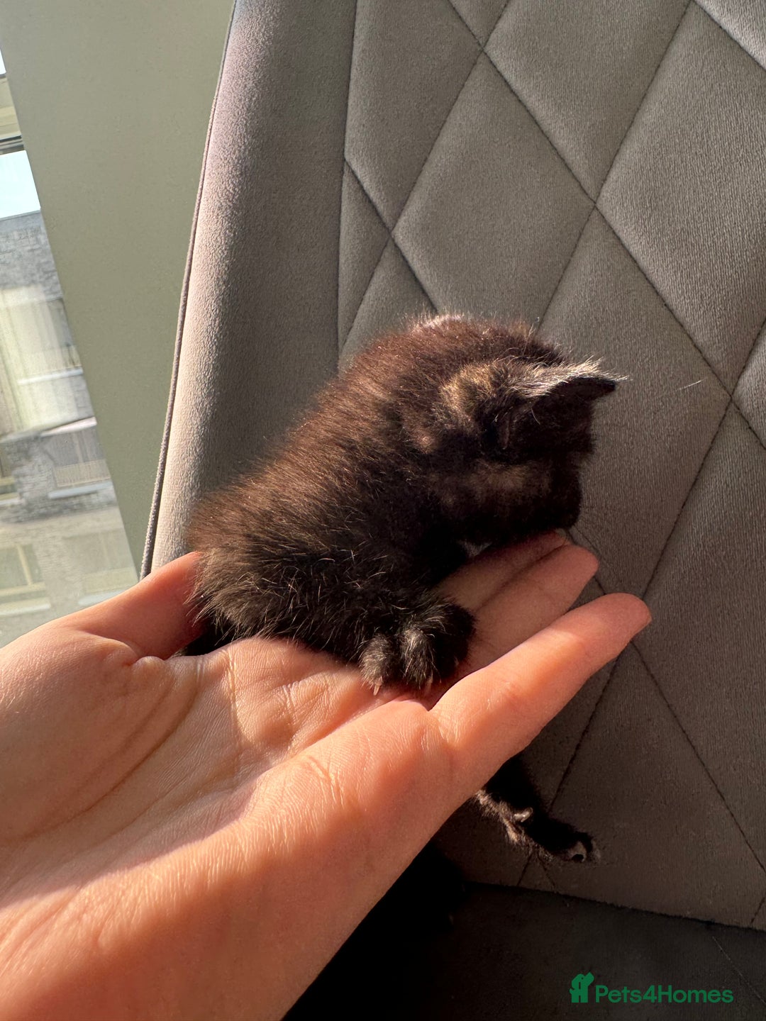 Mixed Breed cats for sale: Beautiful Mixed Kittens (Ginger/Tortie/Black) - Image 16