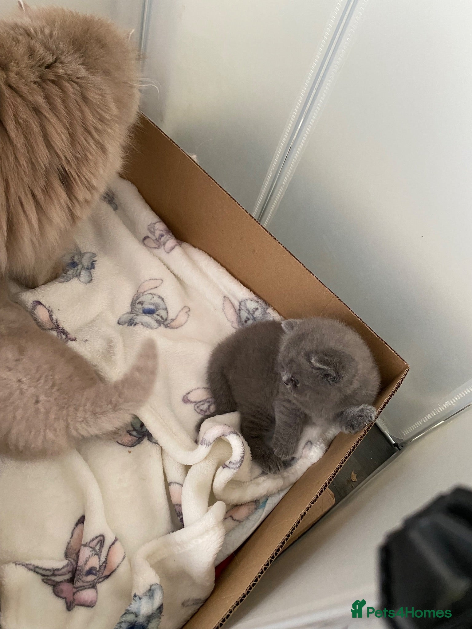 British Shorthair cats Gccf reg health tested British kittens  - Advert 2