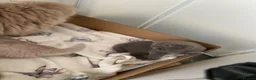 British Shorthair cats for sale: Gccf reg health tested British kittens  - Advert 2