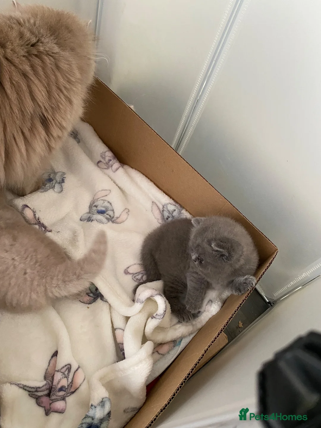 British Shorthair cats for sale: Gccf reg health tested British kittens  - Advert 2