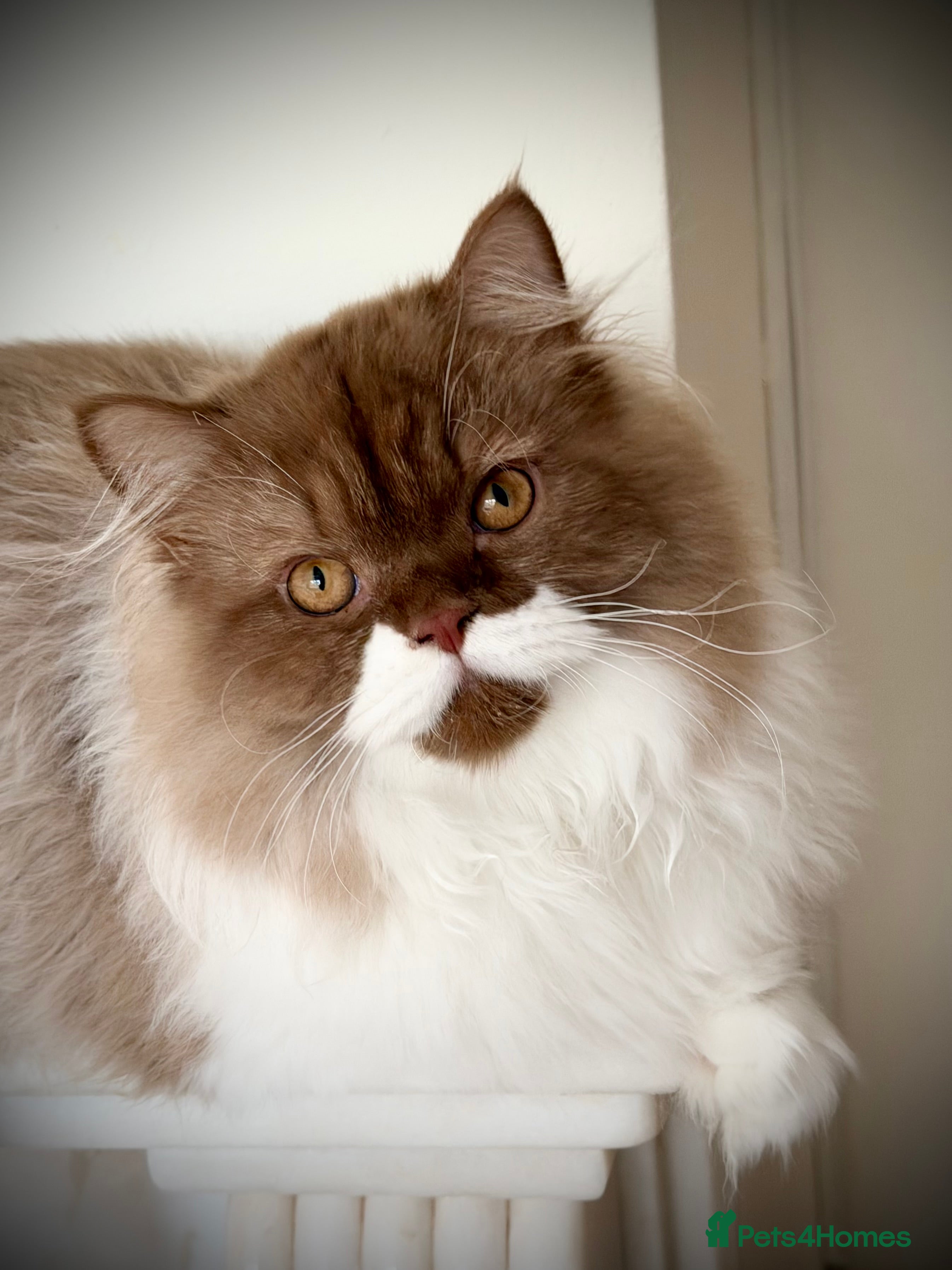 British Longhair cats Handsome Cinnamon/white boy TICA registered  - Advert 2