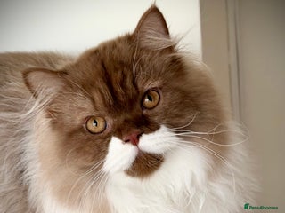 British Longhair cats Handsome Cinnamon/white boy TICA registered - Advert 12