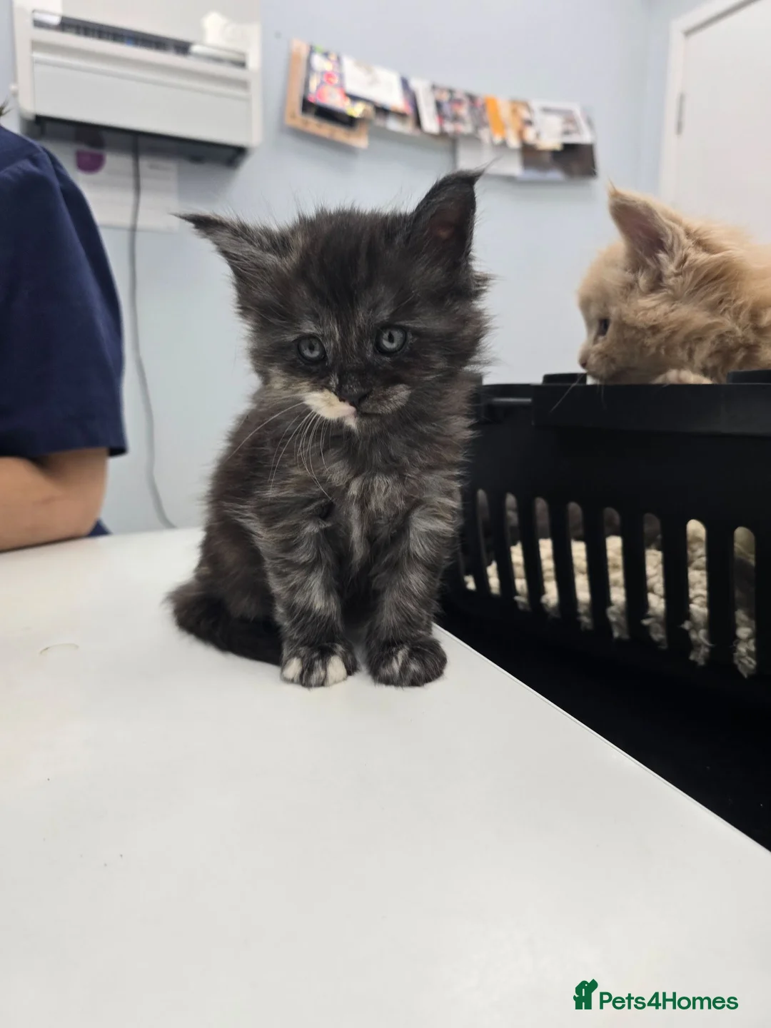 Maine Coon cats for sale: Maine Coon Kittens / Cat - Advert 2