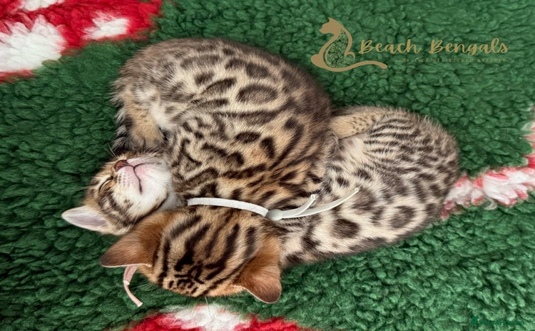 Bengal cats - Advert 2