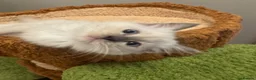 Ragdoll cats for sale: Pure Ragdoll Boys Available now  - Advert 20