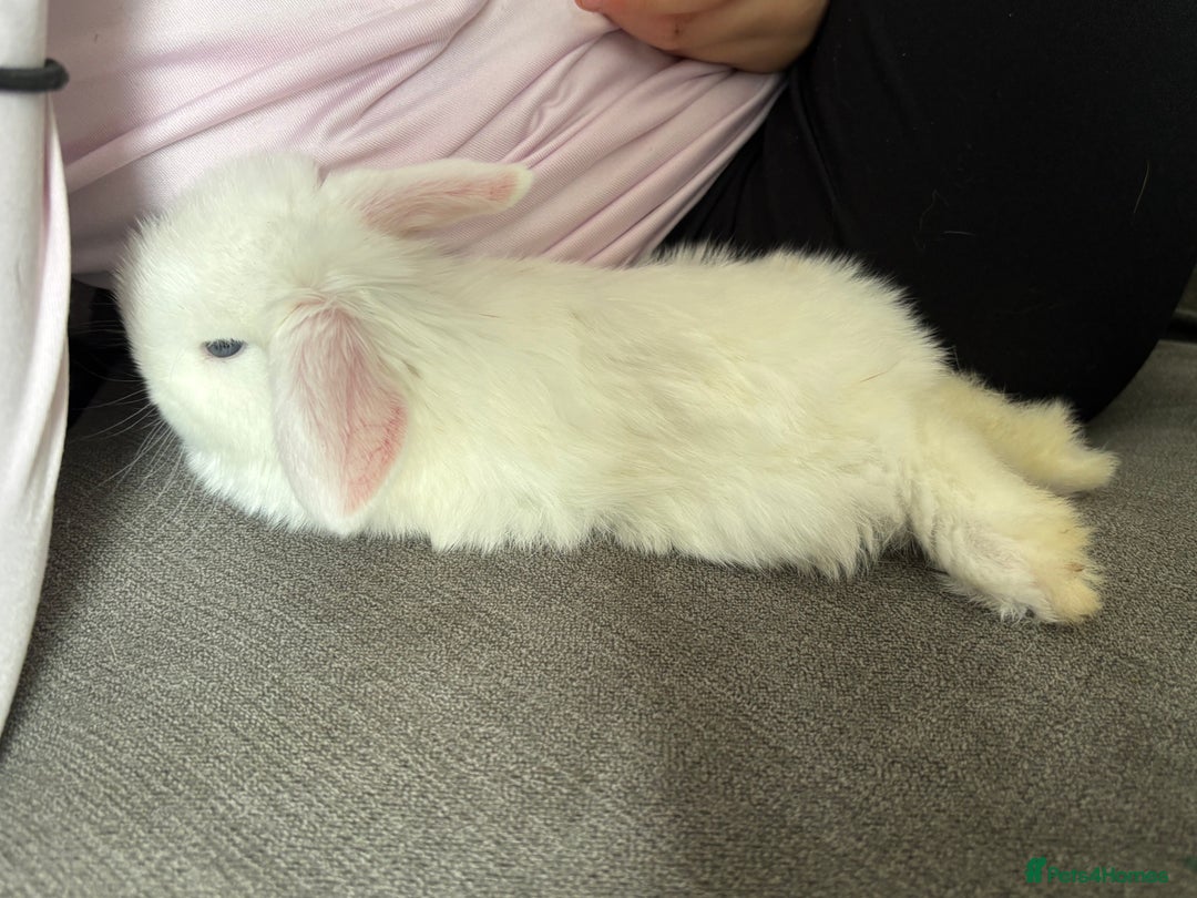 Mini Lop rabbits for sale: Gorgeous Mini Lops  - Image 33