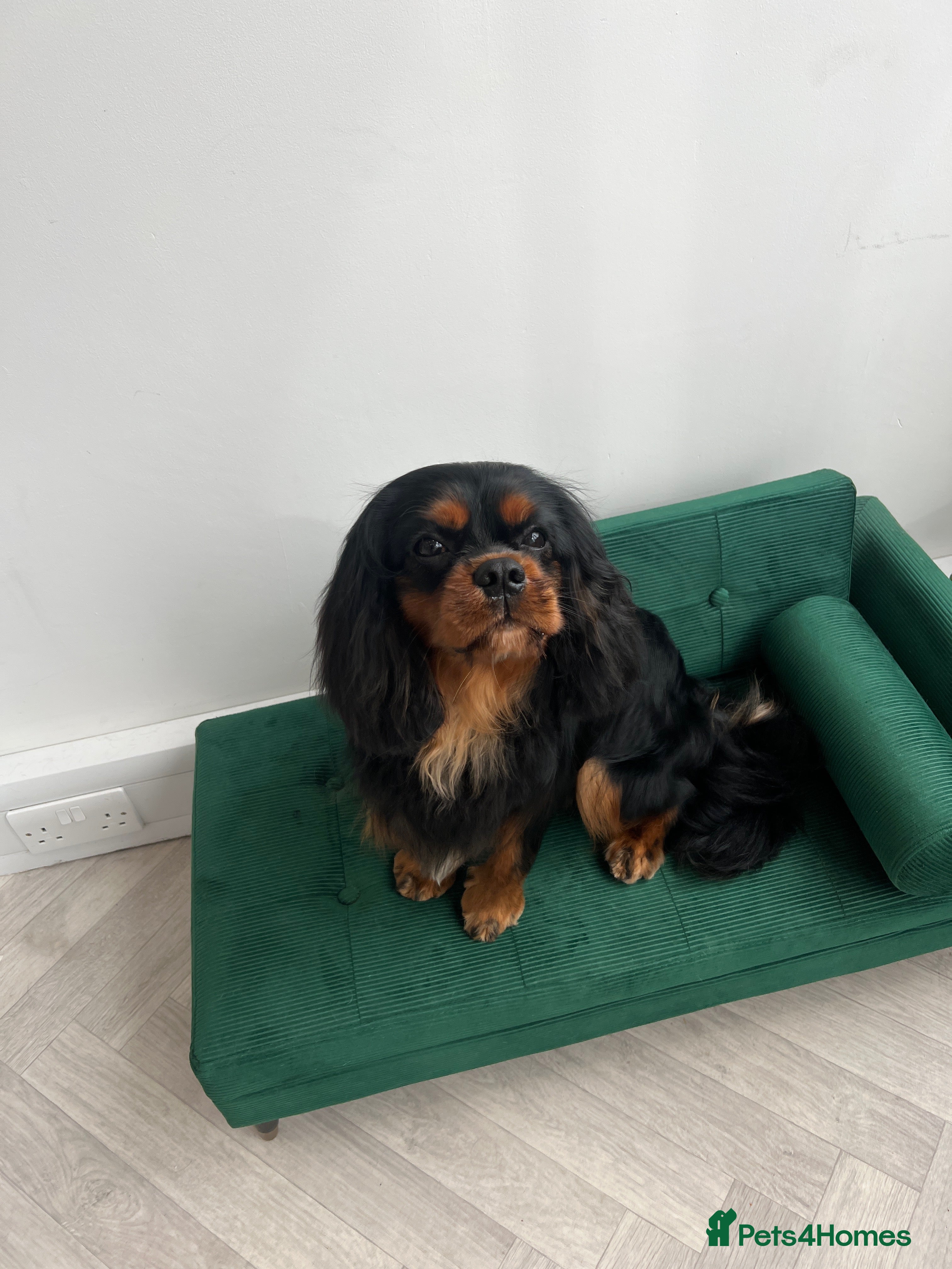 Cavalier King Charles Spaniel dogs KC Registered Cavalier King Charles Spaniel - Advert 11
