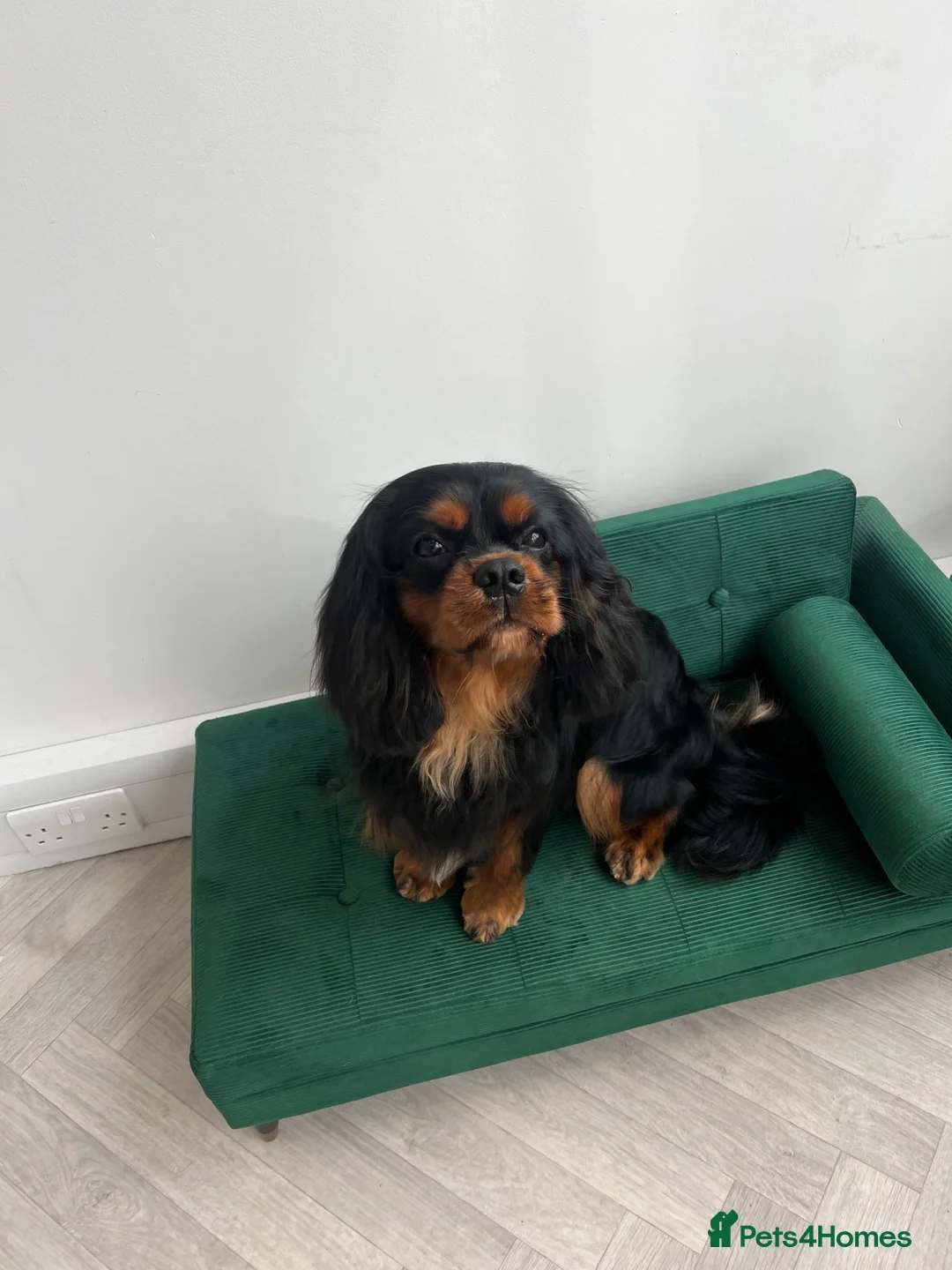 Cavalier King Charles Spaniel dogs for stud: KC Registered Cavalier King Charles Spaniel - Advert 1