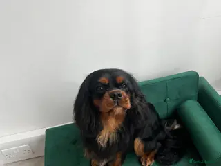 Cavalier King Charles Spaniel dogs KC Registered Cavalier King Charles Spaniel - Advert 11