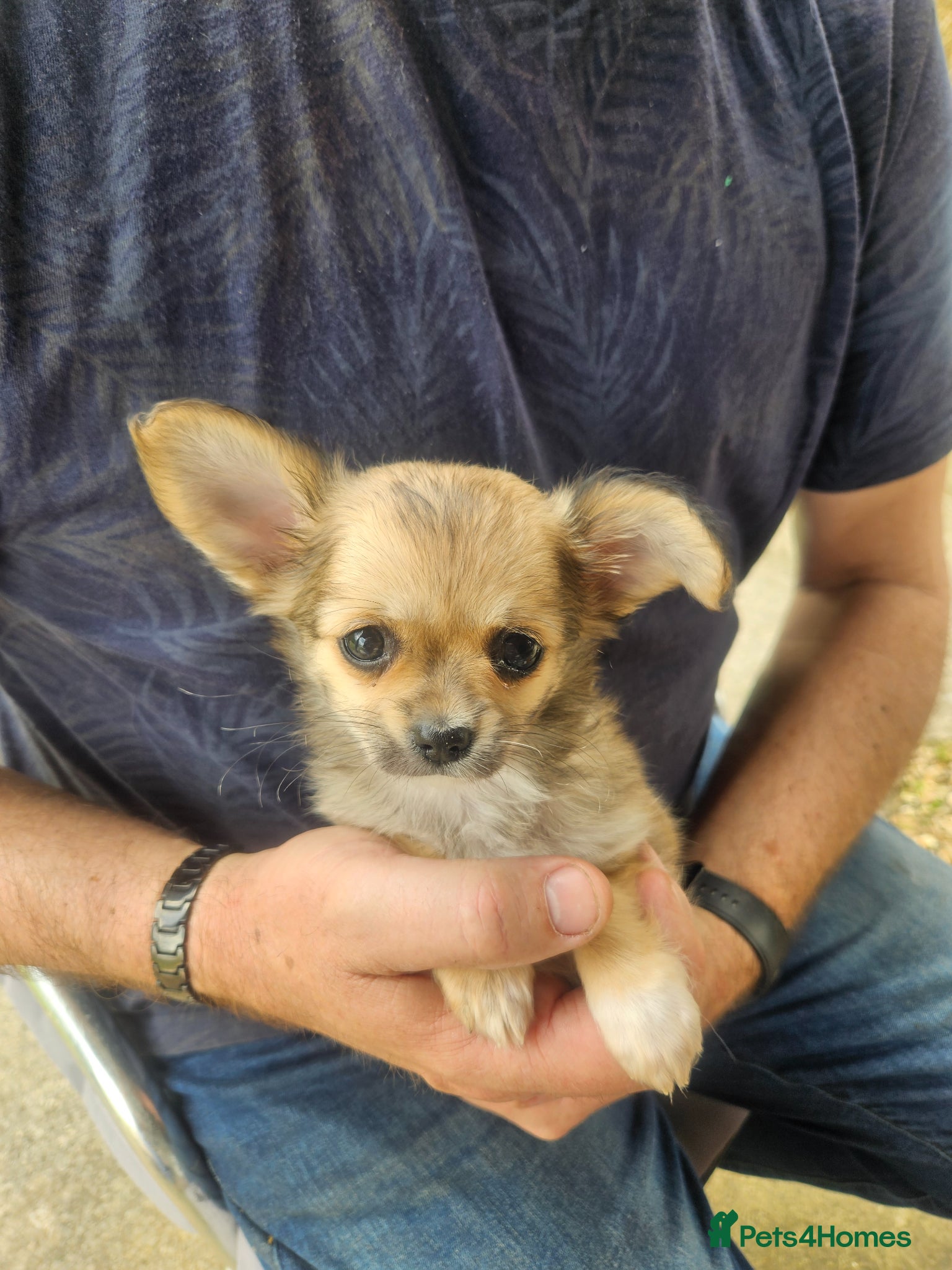 Pomchi dogs 1 female longhair pomchi pups - Advert 10