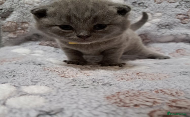 British Shorthair cats British Shorthair Blue  - Advert 4