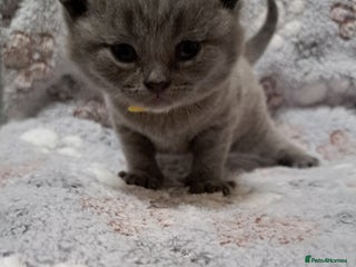 British Shorthair cats British Shorthair Blue - Advert 8