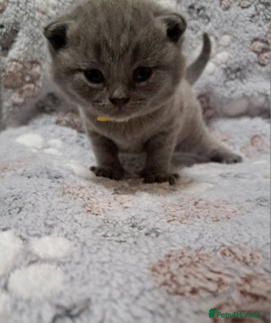 British Shorthair cats British Shorthair Blue - Advert 4