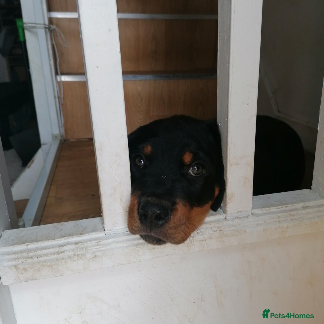 Rottweiler dogs for sale: Rottweiler male - Advert 7