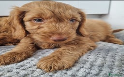 Cockapoo dogs for sale: Red and apricot F1 Cockapoo puppies  - Image 22