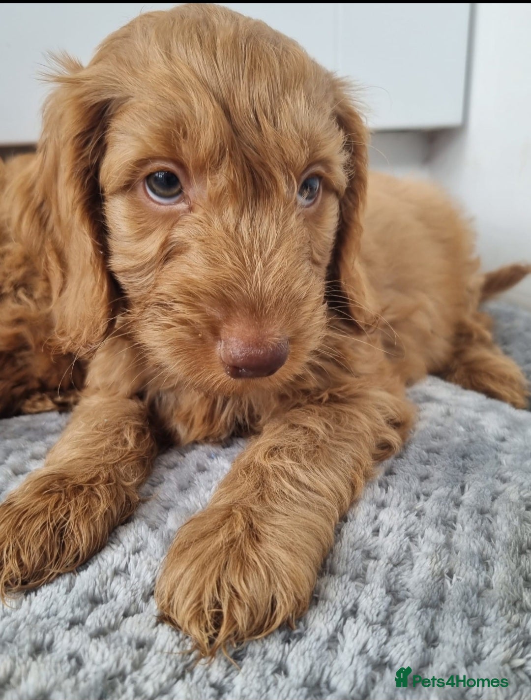 Cockapoo dogs for sale: Red and apricot F1 Cockapoo puppies  - Image 22
