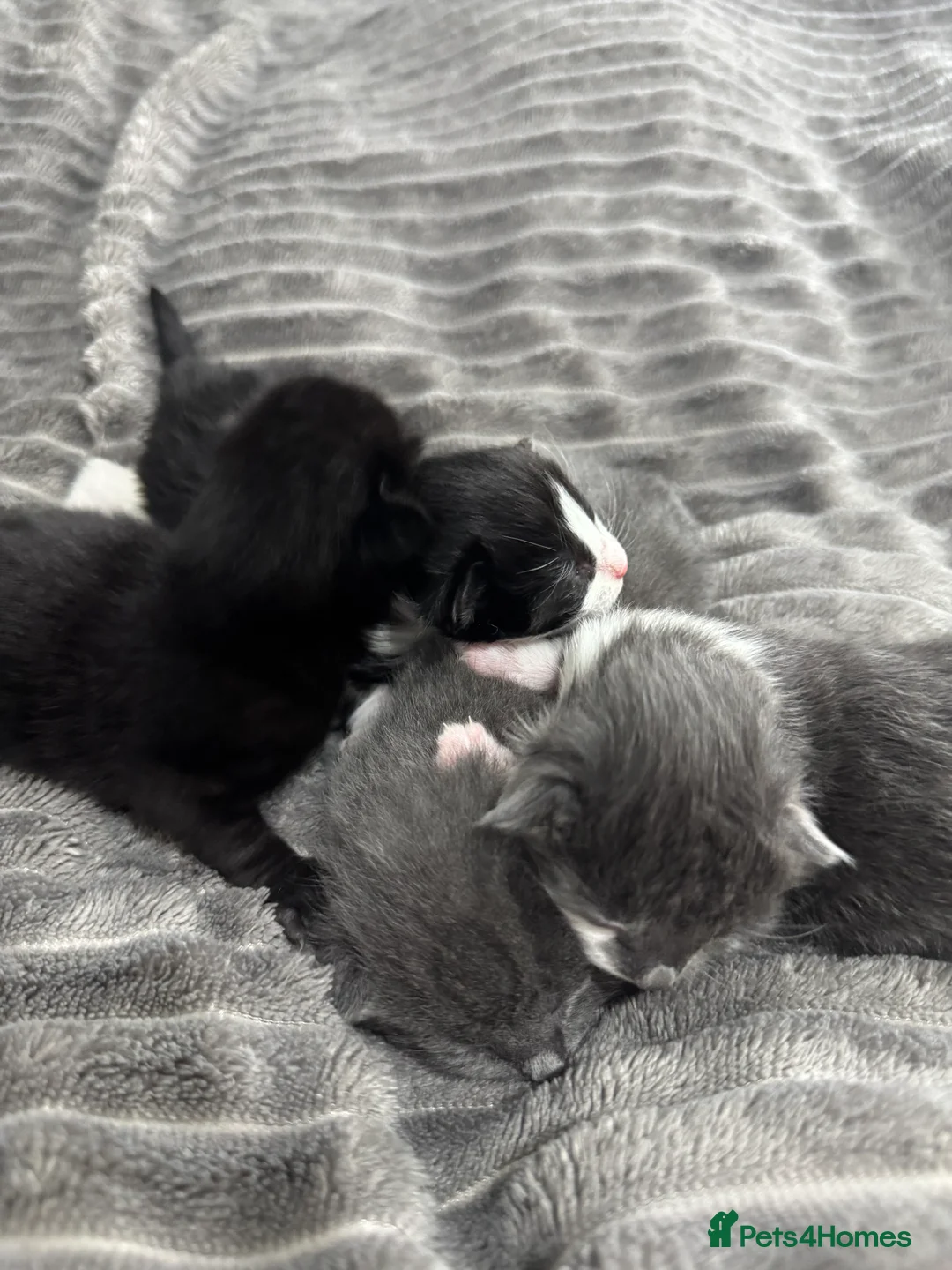 Mixed Breed cats for sale: TWO KITTENS LEFT!!! in Stoke-on-Trent - Advert 16