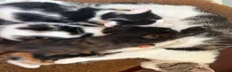 Mixed Breed cats for sale: Adorable Kittens Available to a Loving Home - Advert 29