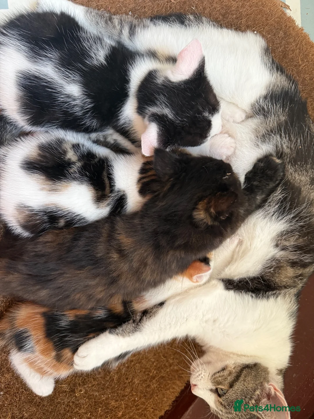 Mixed Breed cats for sale: Adorable Kittens Available to a Loving Home - Advert 29