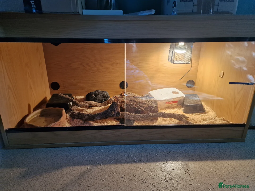 Python Snake reptiles for sale: Ball python for sale with vivarium  in Cambridge - Advert 6