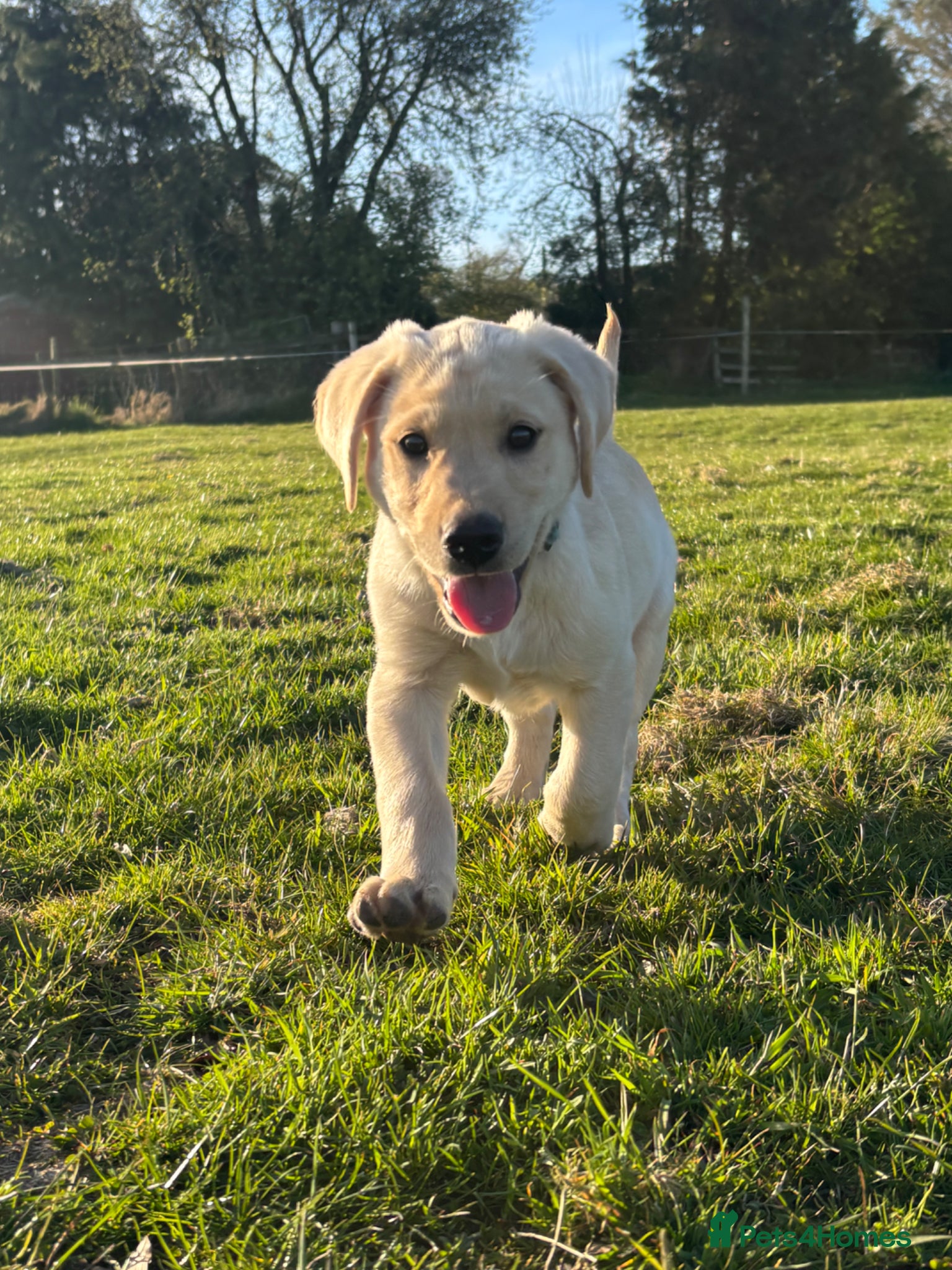 Labrador Retriever dogs Beautiful Labrador Puppies - Advert 1