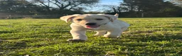 Labrador Retriever dogs for sale: Beautiful Labrador Puppies - Advert 1