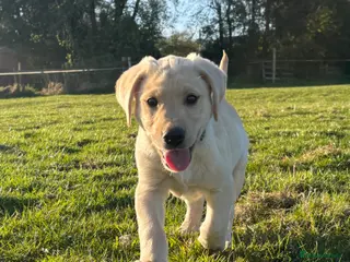 Labrador Retriever dogs Beautiful Labrador Puppies - Advert 1