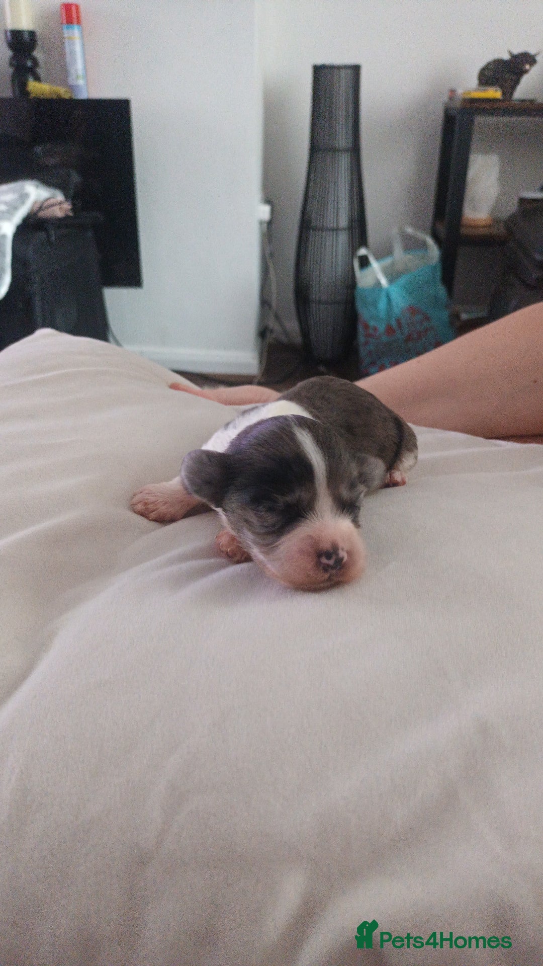 Mixed Breed dogs for sale: Poochon cross schweenie  - Advert 3