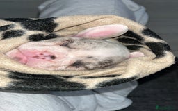 French Bulldog dogs for sale: READY NOW French bulldog puppies  - Advert 23