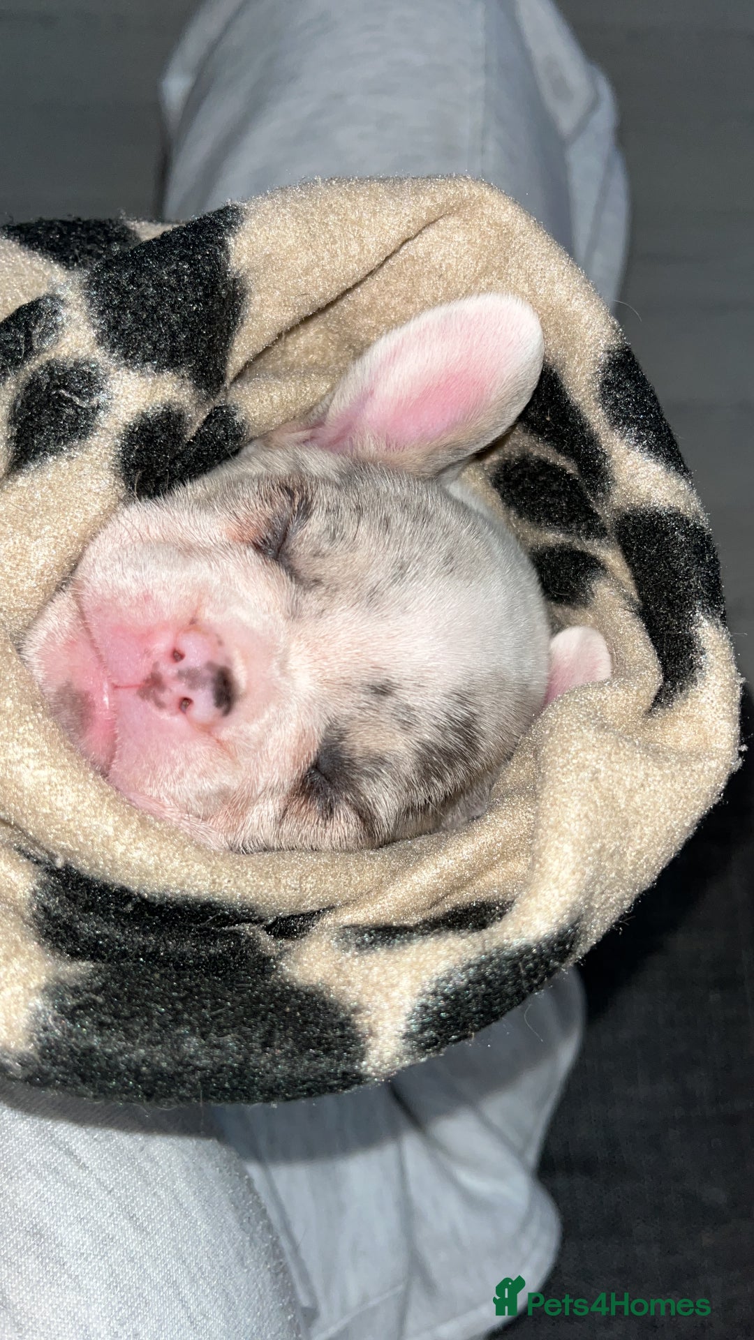 French Bulldog dogs for sale: READY NOW French bulldog puppies  - Advert 23