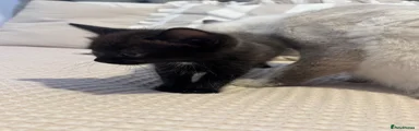 Ragdoll 6