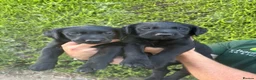 Labrador Retriever dogs for sale: Labrador Puppies in Shrewsbury - Advert 5