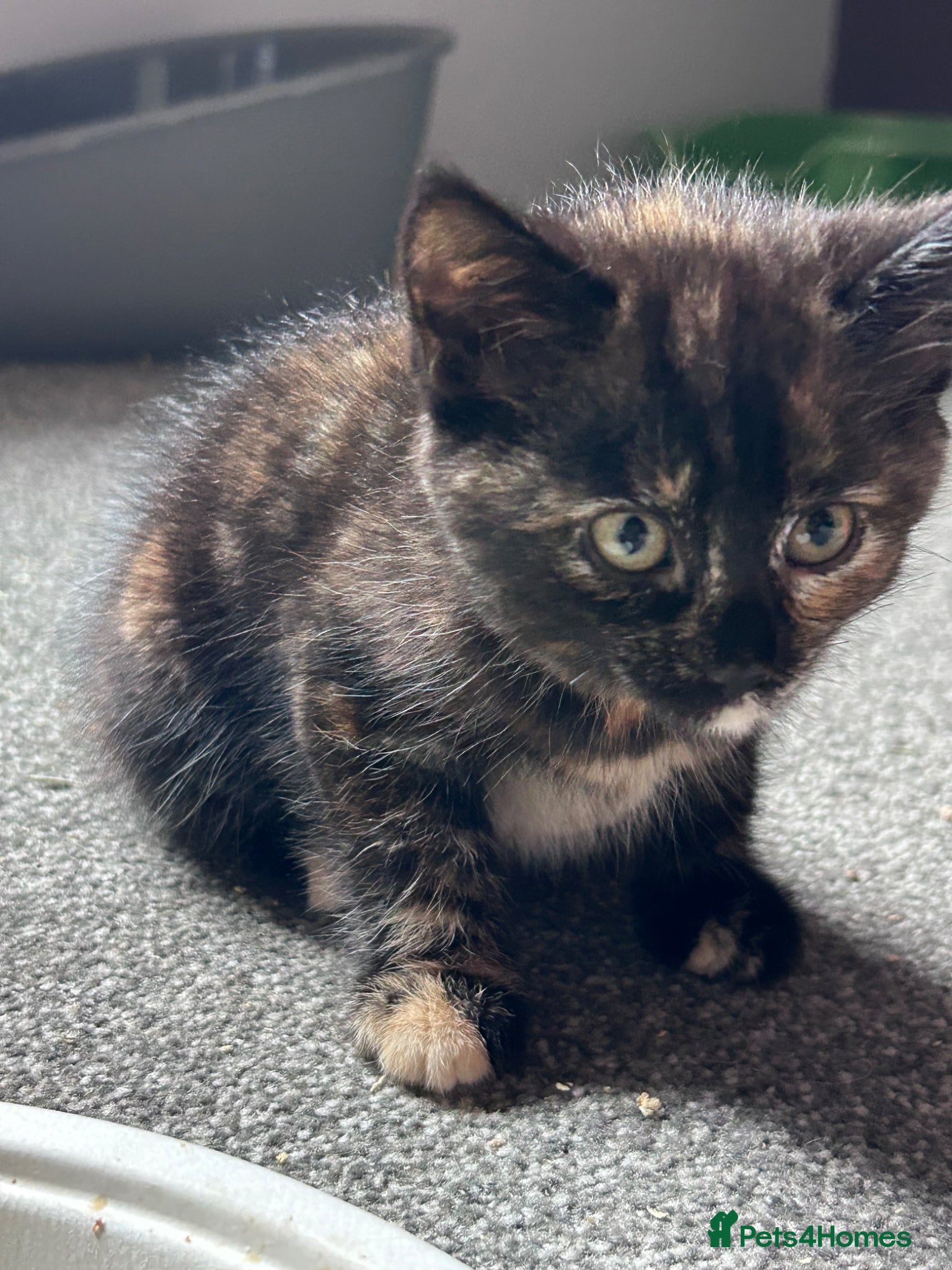 Mixed Breed cats Six kittens  - Advert 11