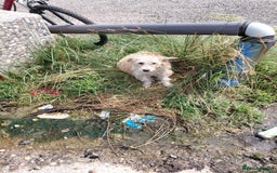 Mixed Breed dogs for adoption: A Gentle & Beautiful Girl - for a Loving Home - Image 4