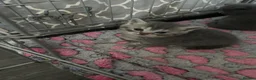 British Shorthair cats for sale: British shorthair  - Advert 10