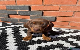 Dachshund dogs for sale: Chocolate tan male dachshund puppy - Image 1
