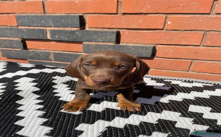 Dachshund dogs - Advert 2