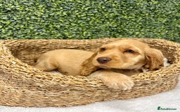 Cocker Spaniel dogs for sale: 🧡READY TO LEAVE Cocker Spaniel Puppies For Sale - Image 10
