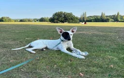 Mixed Breed dogs for adoption: Pika (Shepherd/Staffie mix) - Image 3