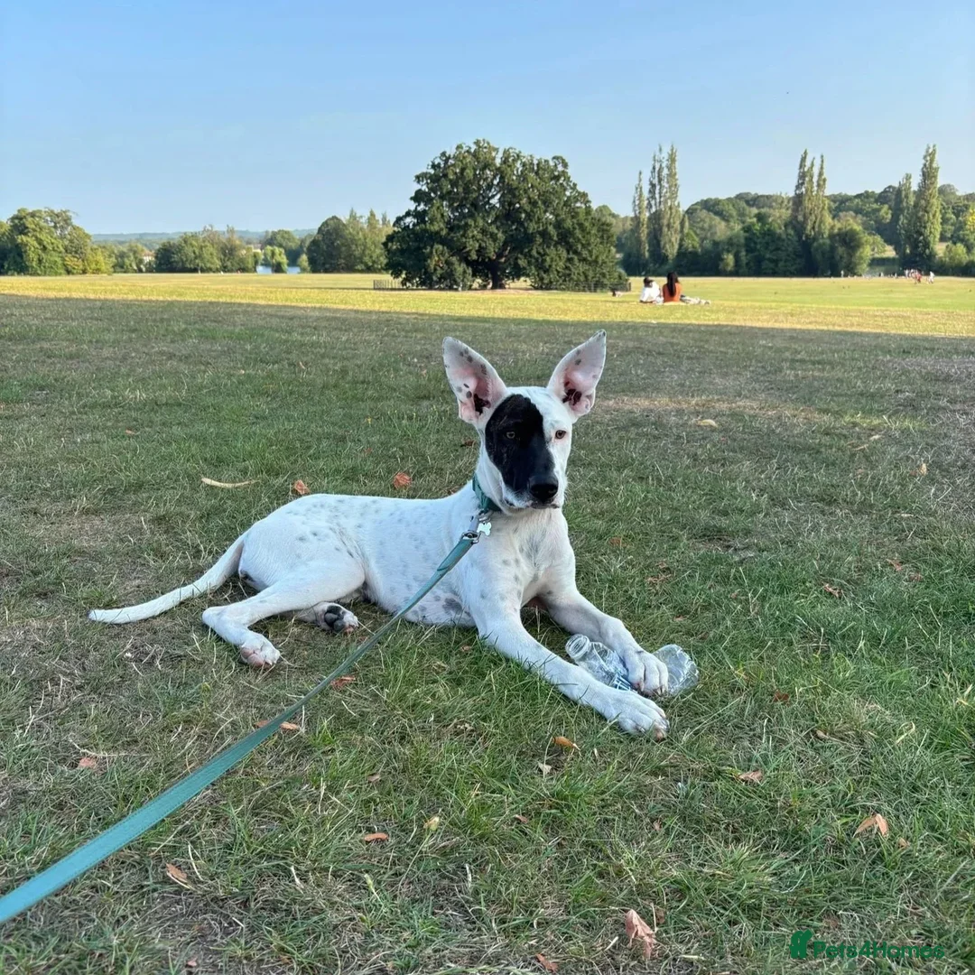 Mixed Breed dogs for adoption: Pika (Shepherd/Staffie mix) - Image 3