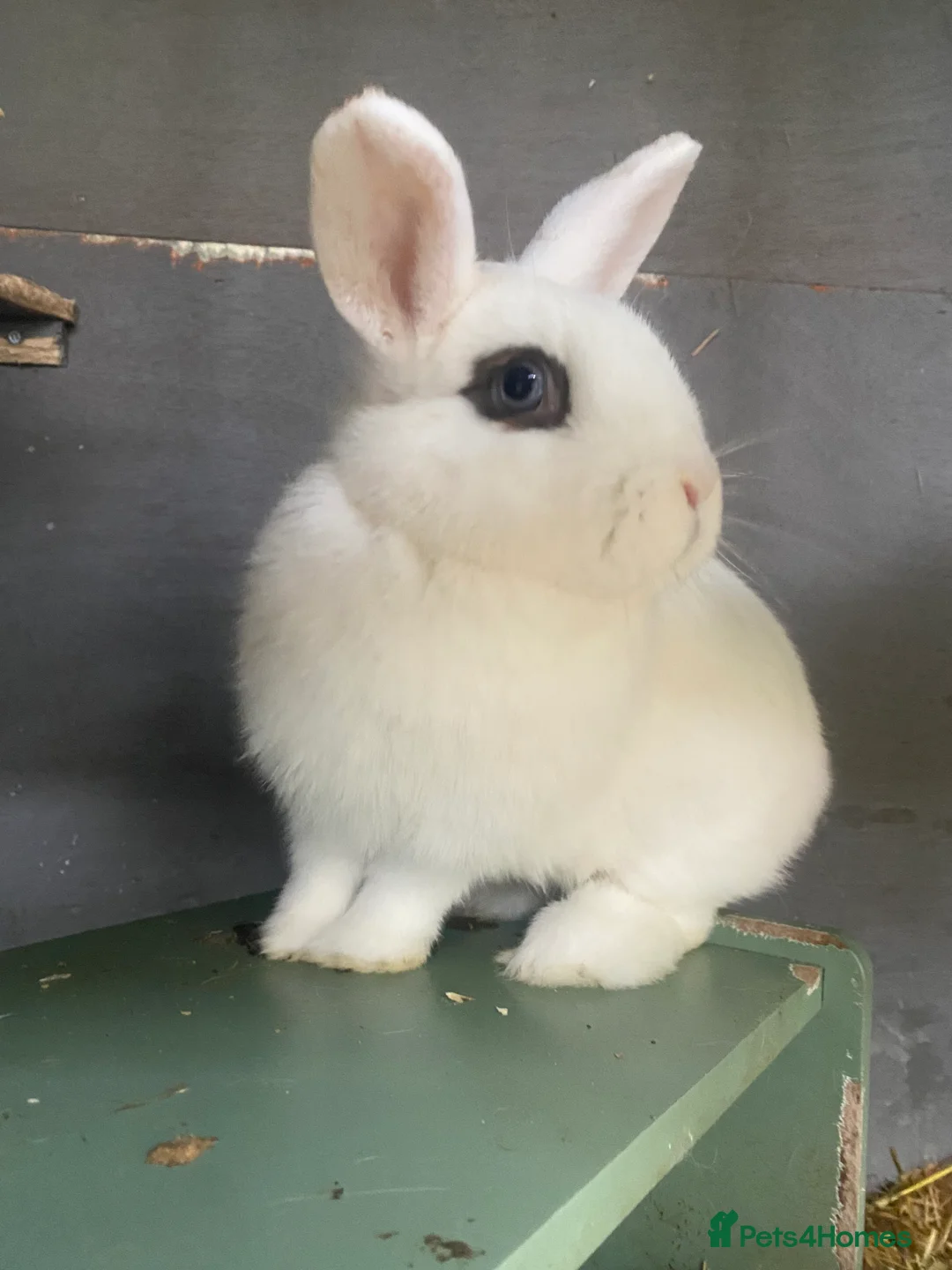 Mixed Breed rabbits for sale: Gorgeous pair of buns - Advert 1