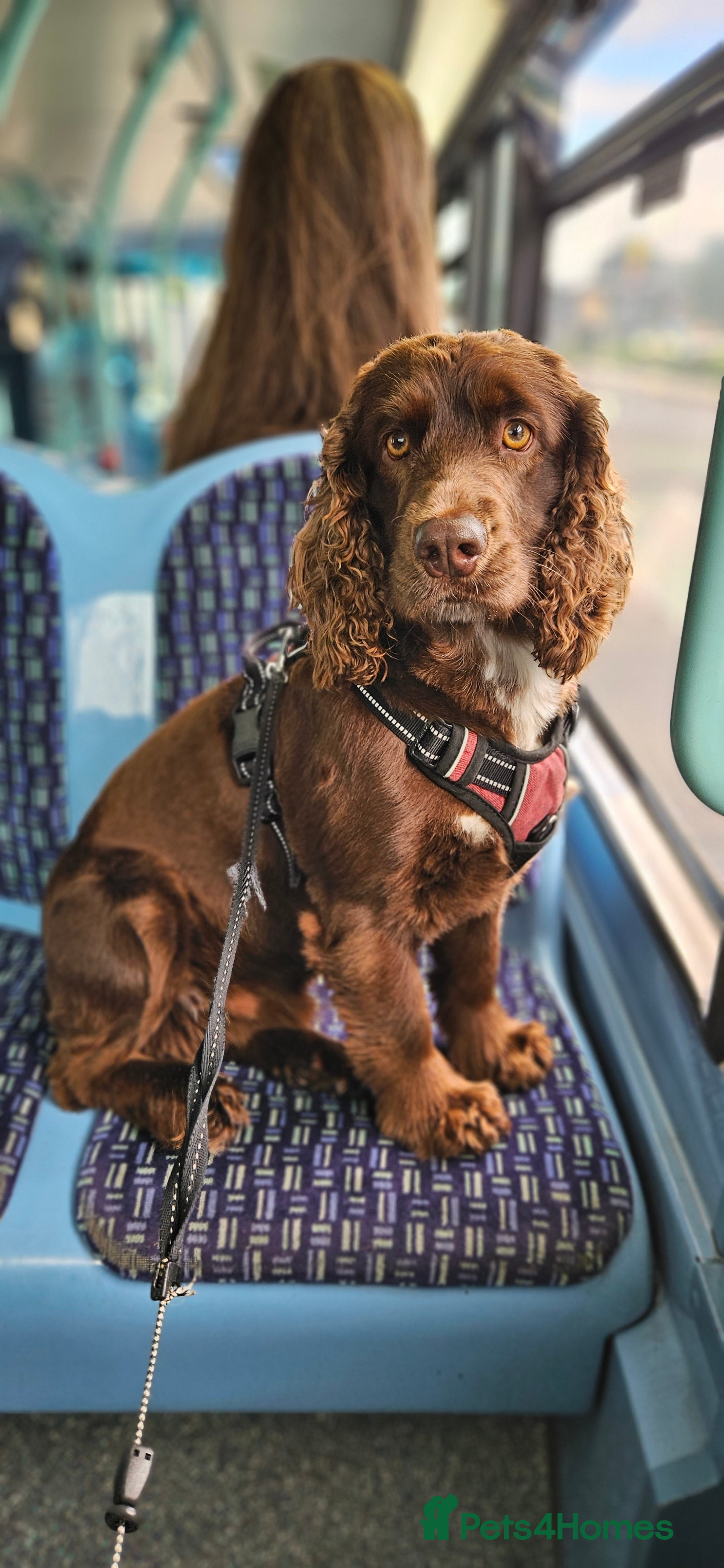 Field Spaniel dogs Proven Chocolate Spaniel for Stud  in Livingston - Advert 1
