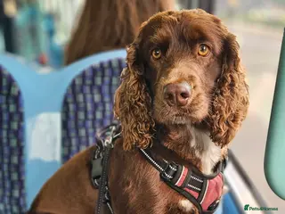 Field Spaniel dogs Proven Chocolate Spaniel for Stud in Livingston - Advert 6