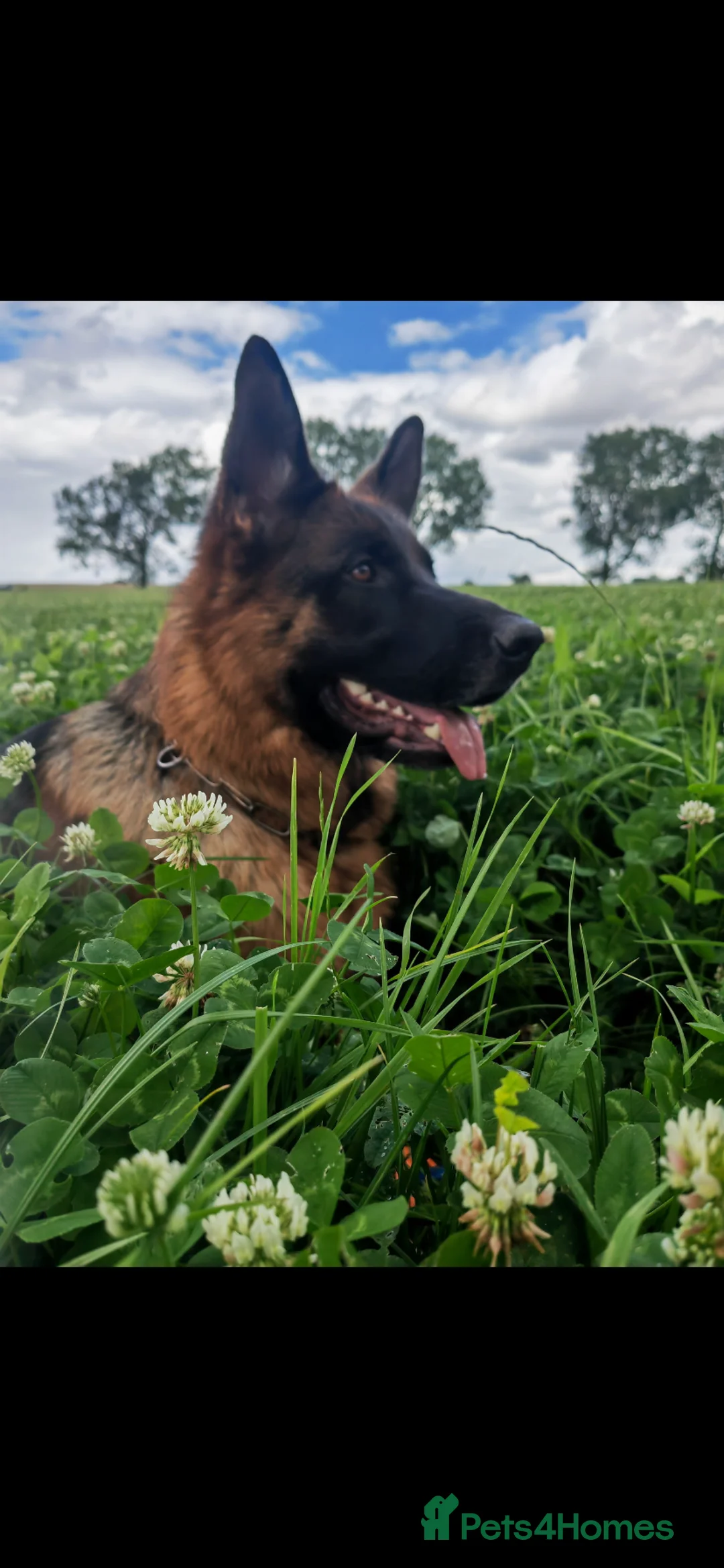 German Shepherd dogs for sale: EX POLICE- HIGH POTECTION GSD FAMOUS BLOODLINE✅ - Advert 2