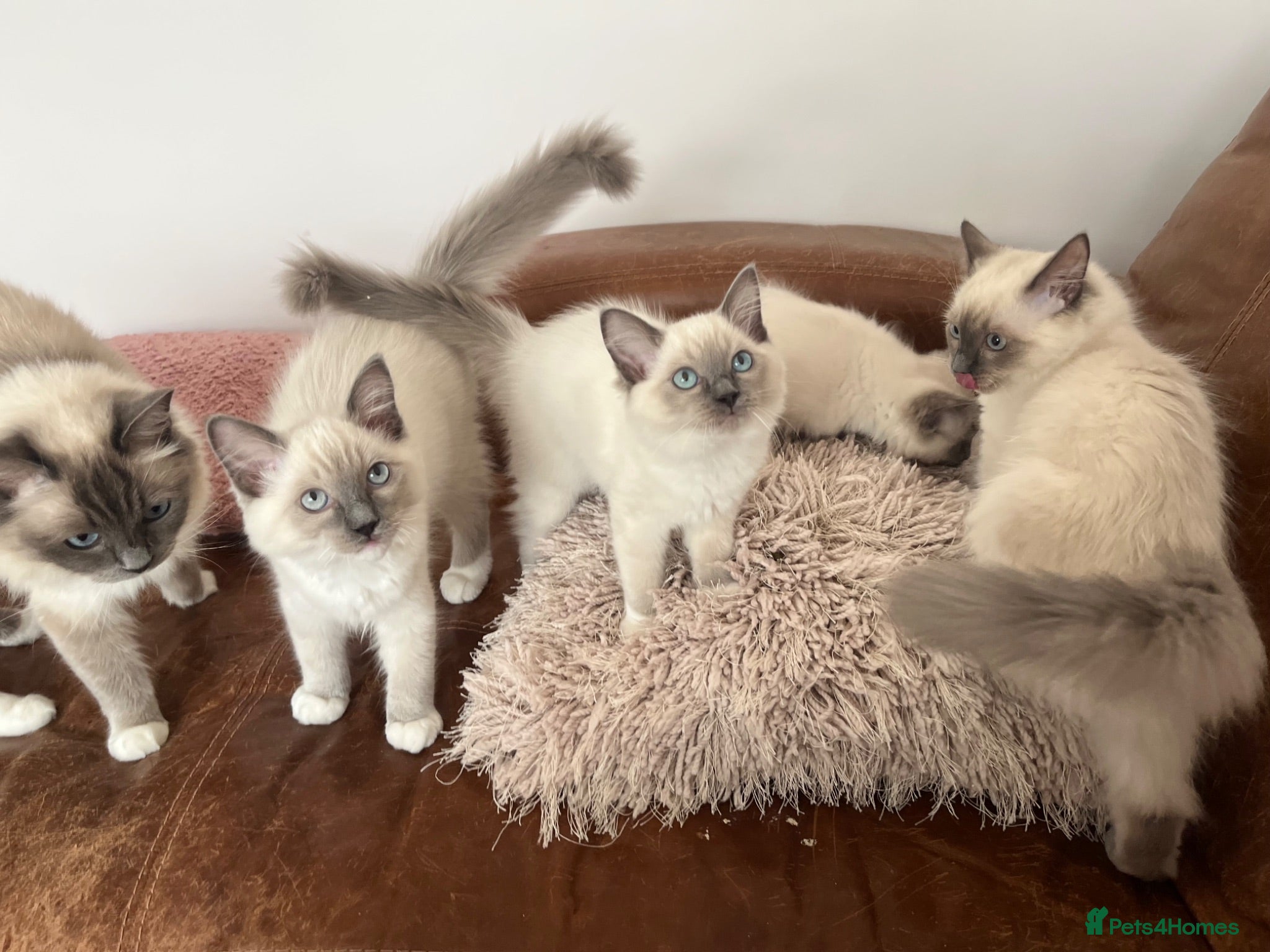 Ragdoll cats Ragdoll Kittens - ready now! 😻 - Advert 5